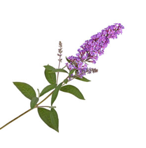 Butterfly bush