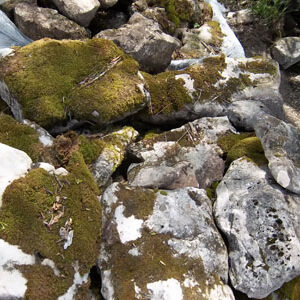 Mossy Rock
