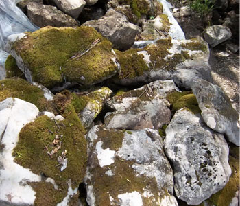 Mossy Rock