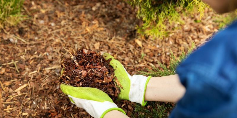 mulch in hands