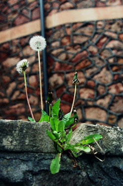 Weed growth in pavers
