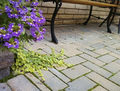 Spring Cleaning of Interlock Pavers