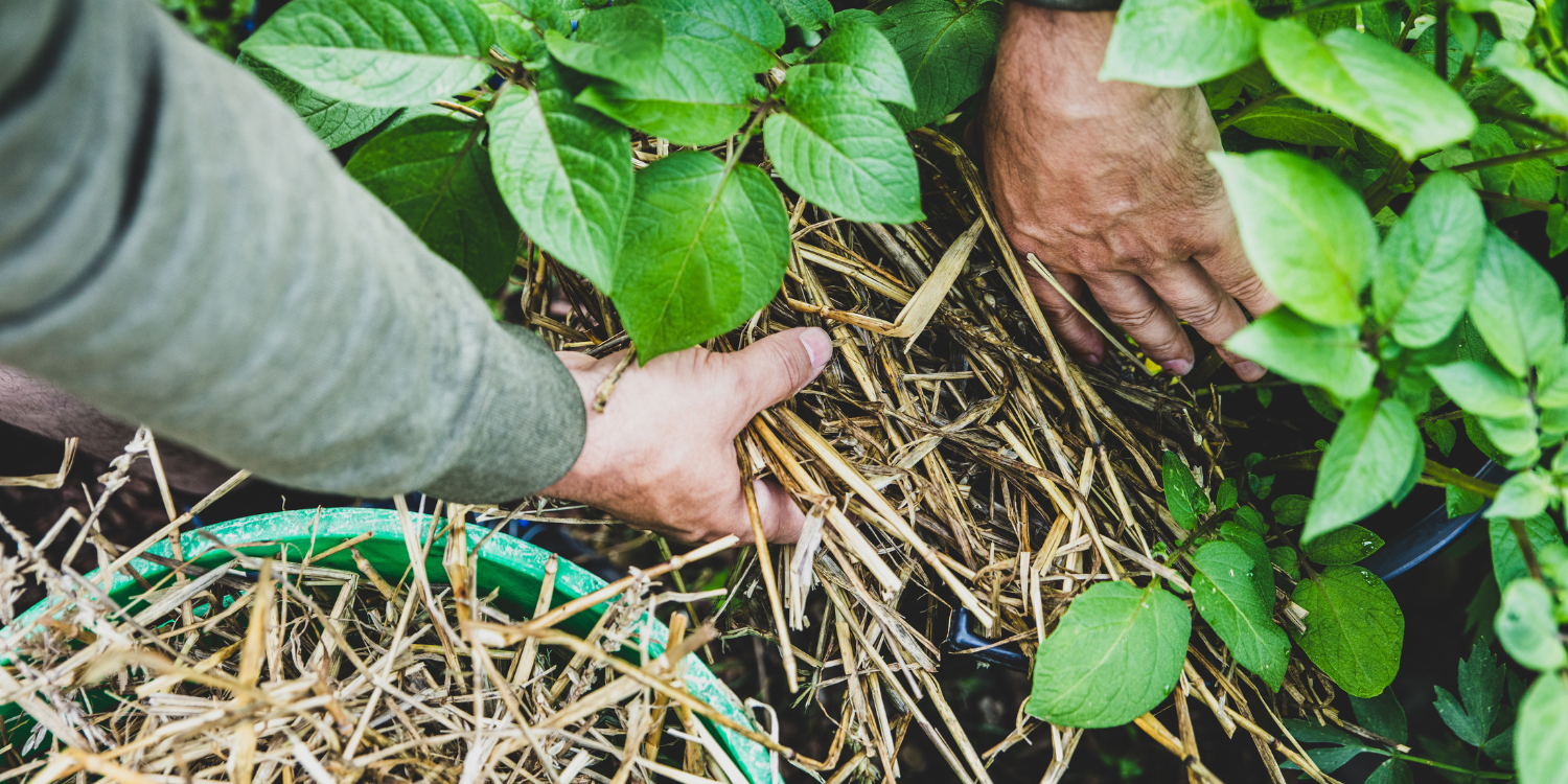 Gardener adding mulch to pots - Natural Mulch for Vegetable Gardens is The Secret to a Successful Harvest